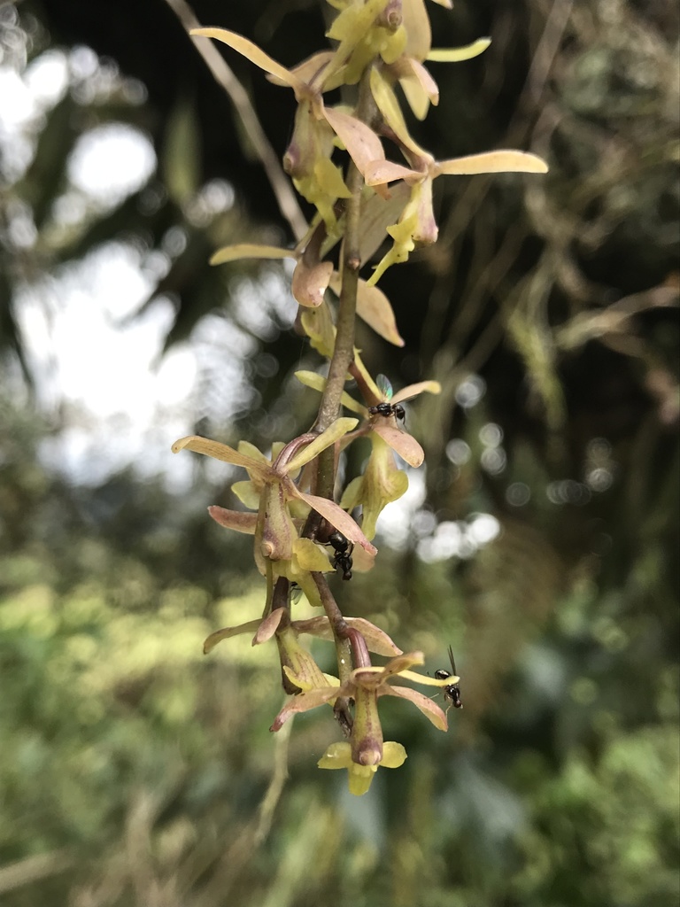 Epidendrum moritzii