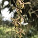 Epidendrum moritzii - Photo (c) Nicolás Baresch Uribe, some rights reserved (CC BY), uploaded by Nicolás Baresch Uribe