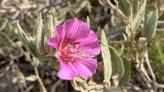 Malva oblongifolia