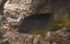 Stegastes xanthurus
