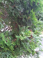 Thuja occidentalis