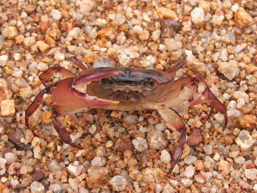 Austrothelphusa agassizi