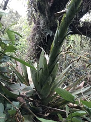 Tillandsia clavigera