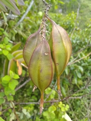 Epidendrum wrightii