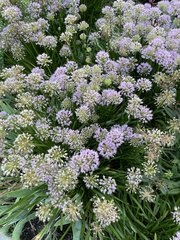 Rhizirideum