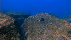 Acanthurus nigricans