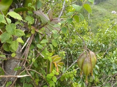 Epidendrum wrightii