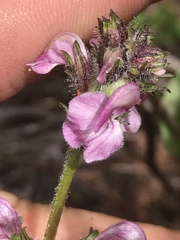Pedicularis ornithorhynchos