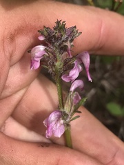 Pedicularis ornithorhynchos