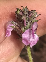 Pedicularis ornithorhynchos