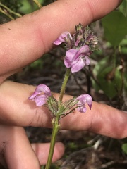 Pedicularis ornithorhynchos