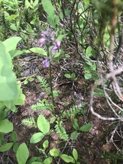 Pedicularis ornithorhynchos