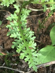 Pedicularis ornithorhynchos