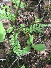 Pedicularis ornithorhynchos