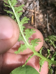Pedicularis ornithorhynchos
