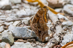 Polygonia comma