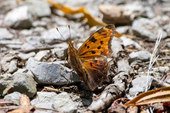Polygonia comma