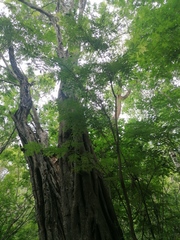 Cenostigma eriostachys