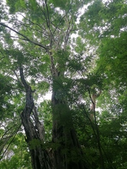 Cenostigma eriostachys