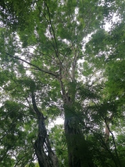 Cenostigma eriostachys