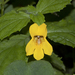 Tooth-leaved Monkeyflower - Photo (c) Bill Bouton, some rights reserved (CC BY-SA)