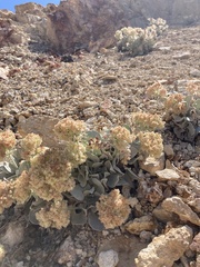 Eriogonum robustum