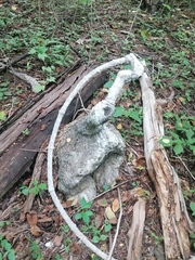 Ibervillea hypoleuca