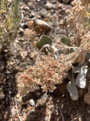 Eriogonum robustum