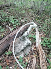 Ibervillea hypoleuca