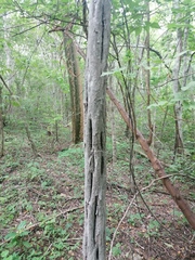 Cenostigma eriostachys