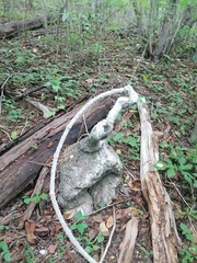 Ibervillea hypoleuca