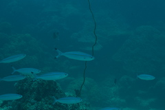 Pterocaesio digramma