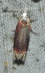 Eucosma raracana