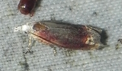 Eucosma raracana