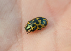 Chrysomela mainensis