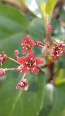 Ribes viburnifolium
