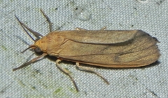 Virbia opella