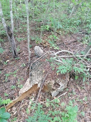 Ibervillea hypoleuca