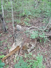 Ibervillea hypoleuca