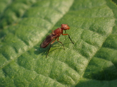 Zacompsia fulva