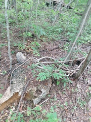 Ibervillea hypoleuca