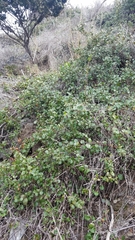 Ribes viburnifolium