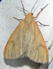 Virbia opella