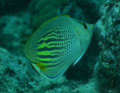 Chaetodon pelewensis