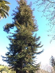 Sequoia sempervirens