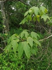 Gyrocarpus