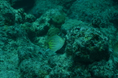 Chaetodon pelewensis