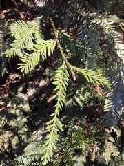 Sequoia sempervirens