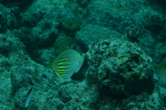 Chaetodon pelewensis