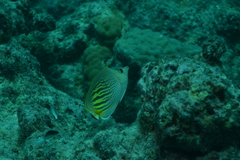 Chaetodon pelewensis
